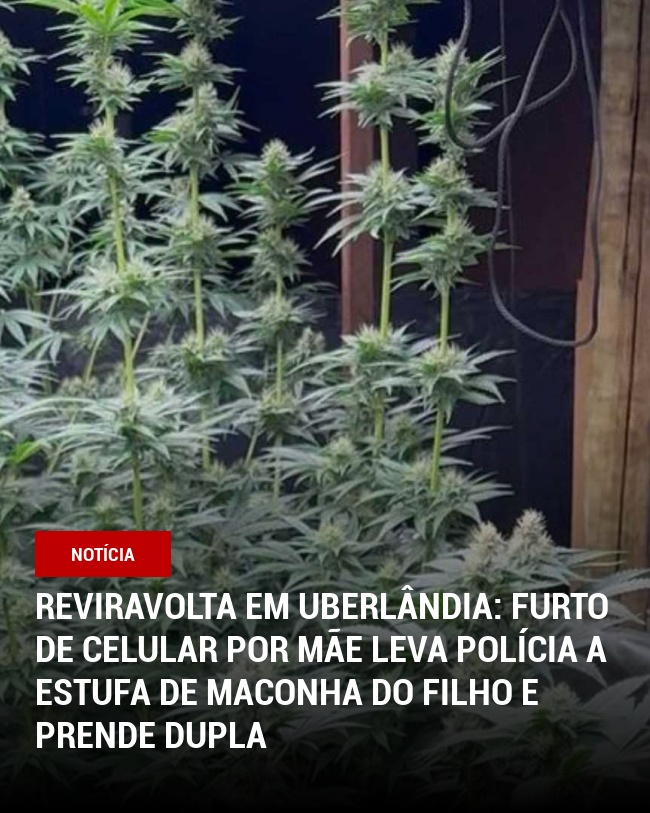 Reviravolta em Uberlândia: Furto de Celular por Mãe Leva Polícia a Estufa de Maconha do Filho e Prende Dupla