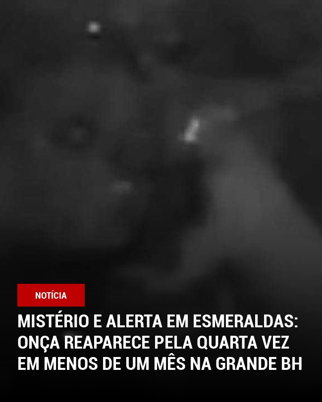Mistério e Alerta em Esmeraldas: Onça Reaparece pela Quarta Vez em Menos de Um Mês na Grande BH