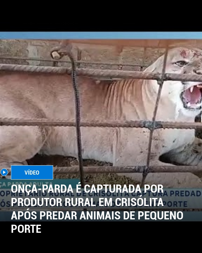 Onça-parda é capturada por produtor rural em Crisólita após predar animais de pequeno porte