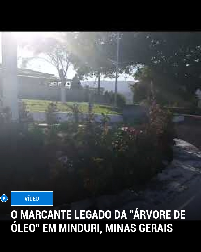 O Marcante Legado da "Árvore de Óleo" em Minduri, Minas Gerais
