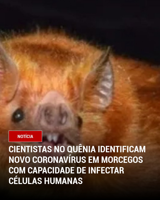 Cientistas no Quênia Identificam Novo Coronavírus em Morcegos com Capacidade de Infectar Células Humanas