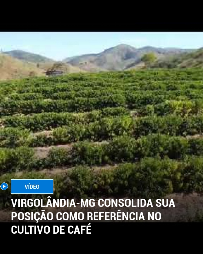 Virgolândia-MG Consolida Sua Posição como Referência no Cultivo de Café