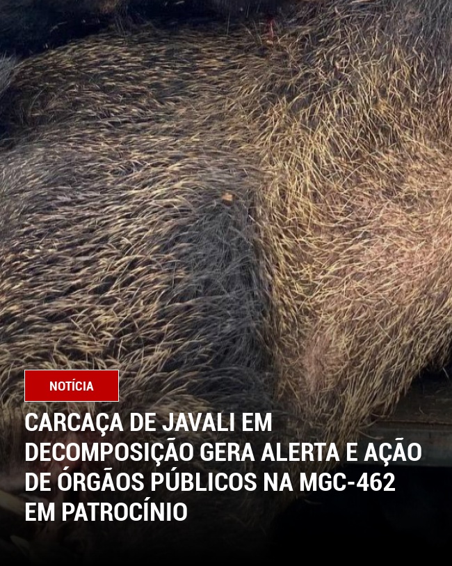Carcaça de Javali em Decomposição Gera Alerta e Ação de Órgãos Públicos na MGC-462 em Patrocínio