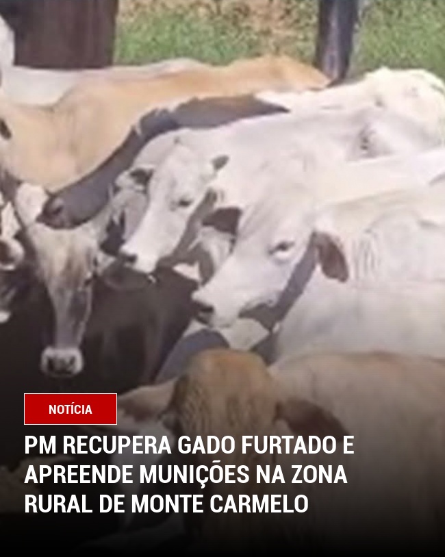 PM recupera gado furtado e apreende munições na zona rural de Monte Carmelo