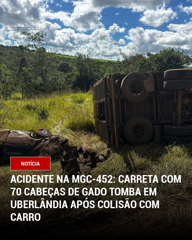 Acidente na MGC-452: Carreta com 70 cabeças de gado tomba em Uberlândia após colisão com carro