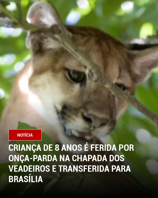 Criança de 8 anos é ferida por onça-parda na Chapada dos Veadeiros e transferida para Brasília