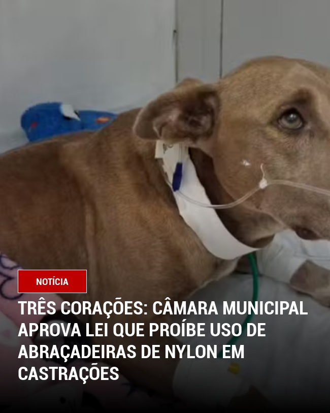 Três Corações: Câmara Municipal aprova lei que proíbe uso de abraçadeiras de nylon em castrações