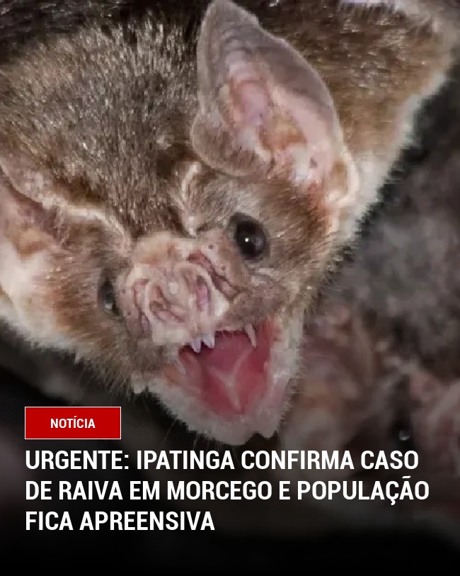 URGENTE: Ipatinga Confirma Caso de Raiva em Morcego e população fica apreensiva