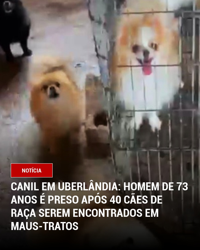 Canil em Uberlândia: Homem de 73 anos é preso após 40 cães de raça serem encontrados em maus-tratos