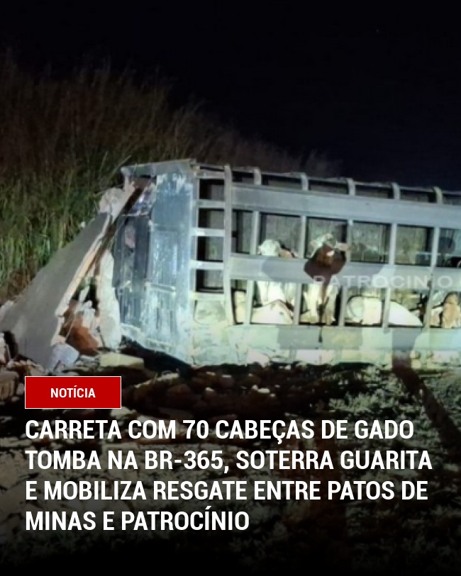 Carreta com 70 Cabeças de Gado Tomba na BR-365, Soterra Guarita e Mobiliza Resgate entre Patos de Minas e Patrocínio