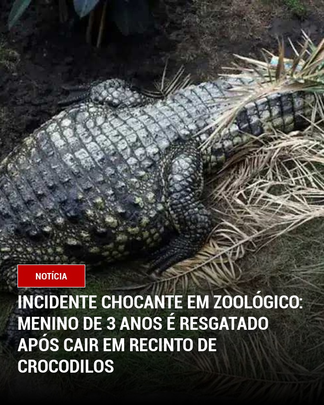 Incidente Chocante em Zoológico: Menino de 3 Anos é Resgatado Após Cair em Recinto de Crocodilos