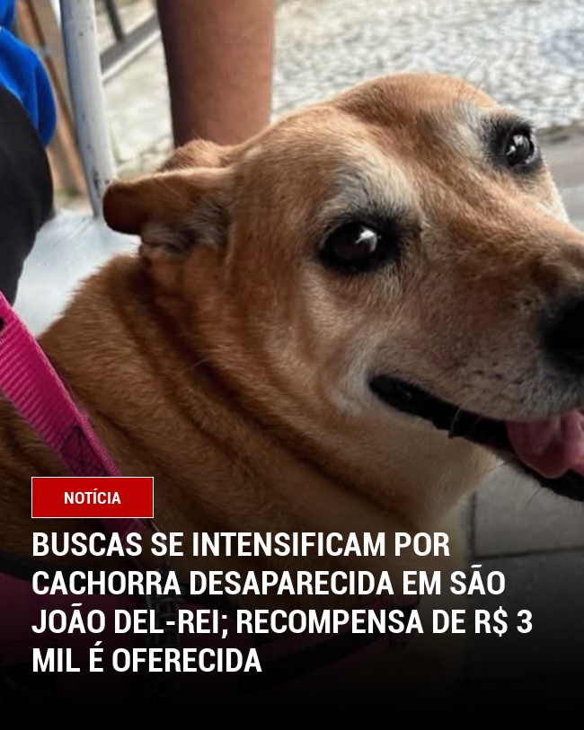 Buscas se intensificam por cachorra desaparecida em São João del-Rei; Recompensa de R$ 3 mil é oferecida
