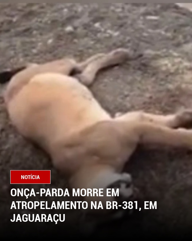 Onça-parda morre em atropelamento na BR-381, em Jaguaraçu