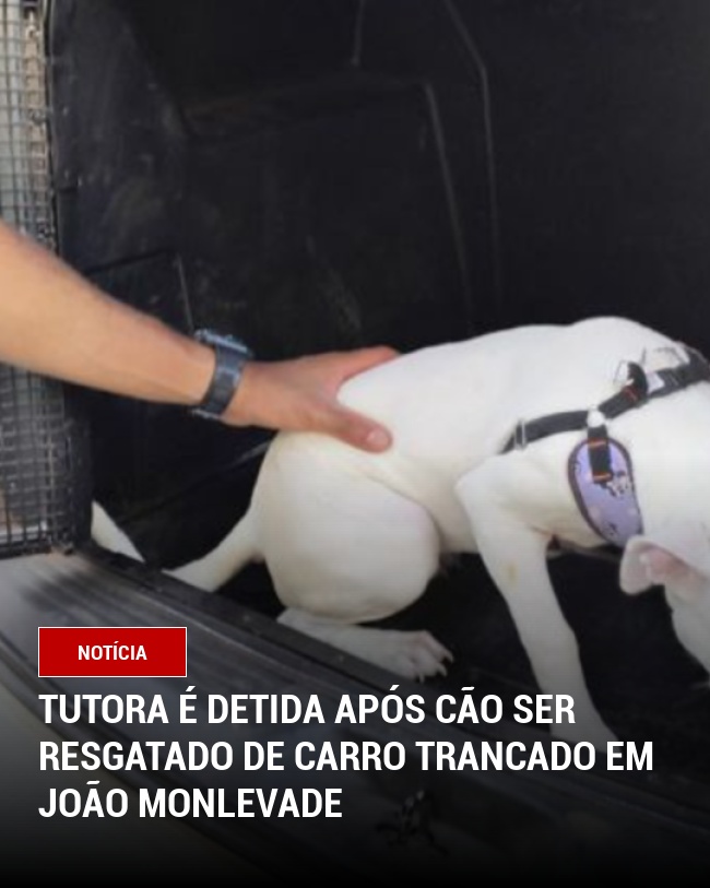 Tutora é Detida Após Cão Ser Resgatado de Carro Trancado em João Monlevade