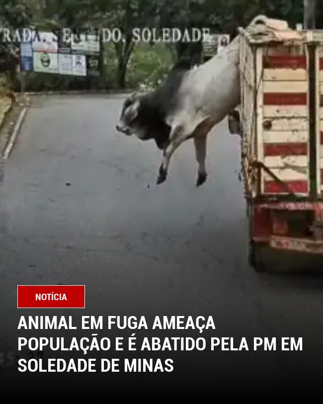 Animal em Fuga Ameaça População e é Abatido pela PM em Soledade de Minas
