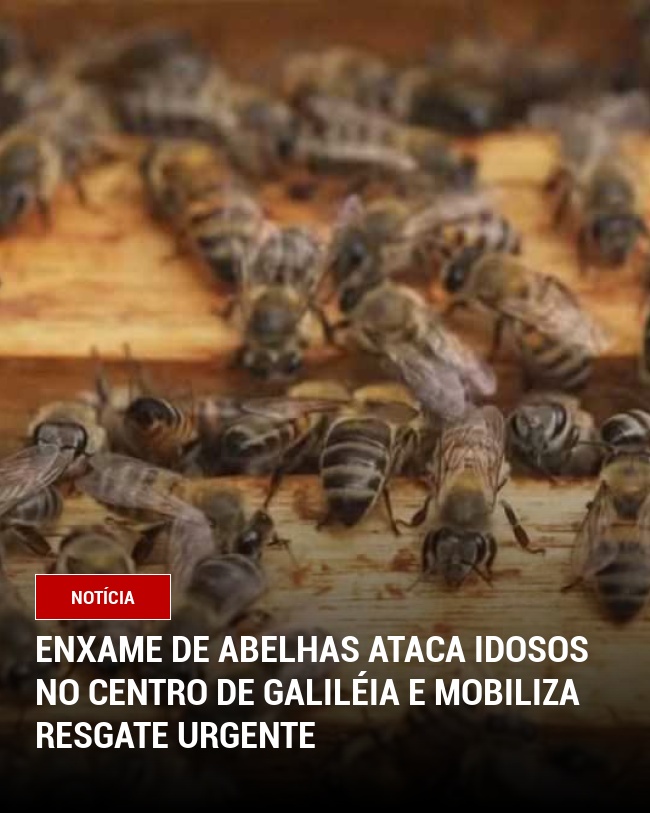 Enxame de abelhas ataca idosos no Centro de Galiléia e mobiliza resgate urgente