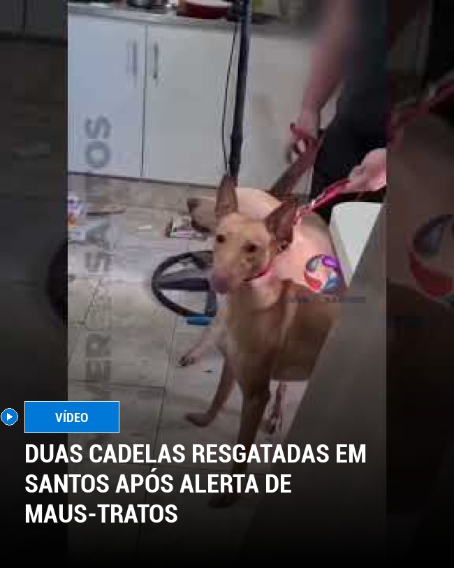Duas Cadelas Resgatadas em Santos Após Alerta de Maus-Tratos