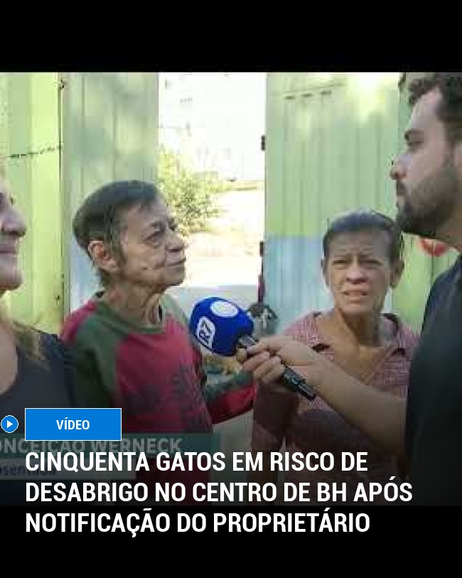 Cinquenta Gatos em Risco de Desabrigo no Centro de BH Após Notificação do Proprietário