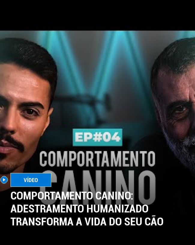 Comportamento canino: adestramento humanizado transforma a vida do seu cão
