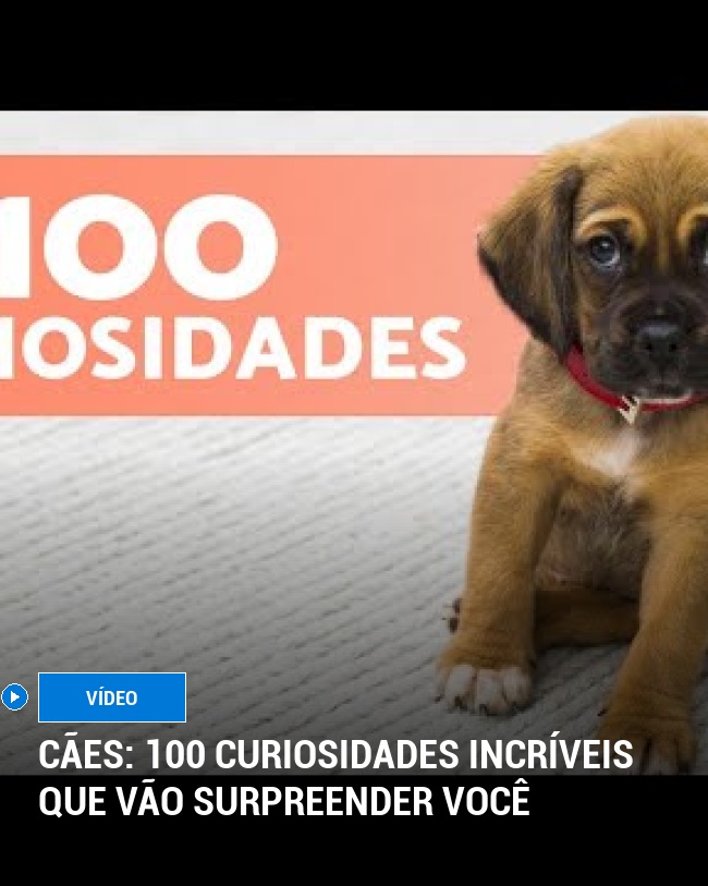 Cães: 100 curiosidades incríveis que vão surpreender você