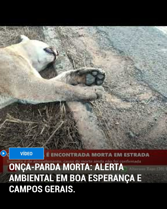 Onça-parda morta: Alerta ambiental em Boa Esperança e Campos Gerais.