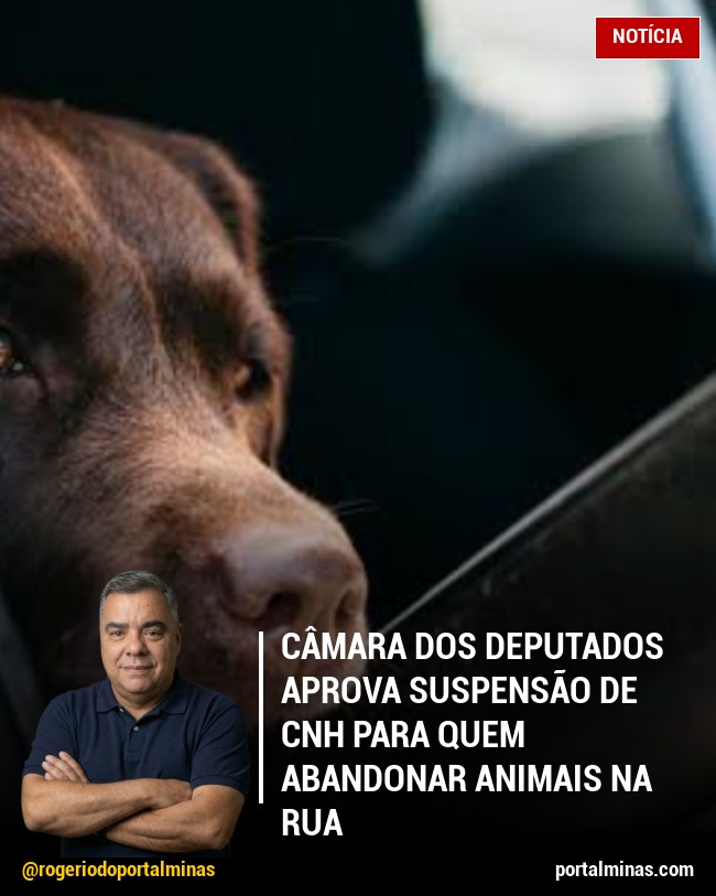 Câmara dos Deputados aprova suspensão de CNH para quem abandonar animais na rua