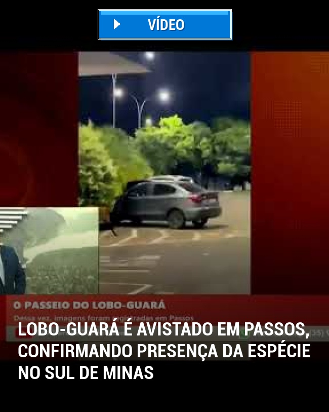 Lobo-Guará é Avistado em Passos, Confirmando Presença da Espécie no Sul de Minas