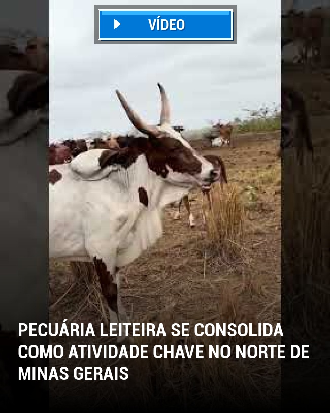 Pecuária Leiteira Se Consolida como Atividade Chave no Norte de Minas Gerais
