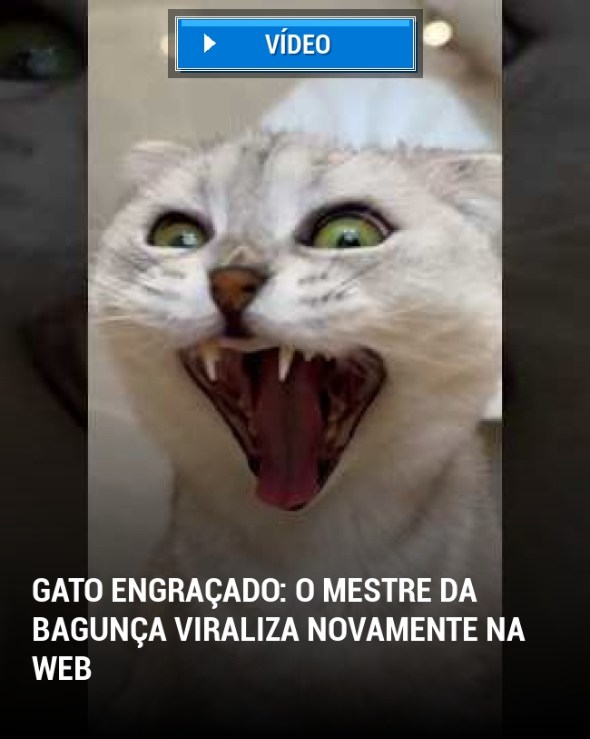 Gato engraçado: o mestre da bagunça viraliza novamente na web