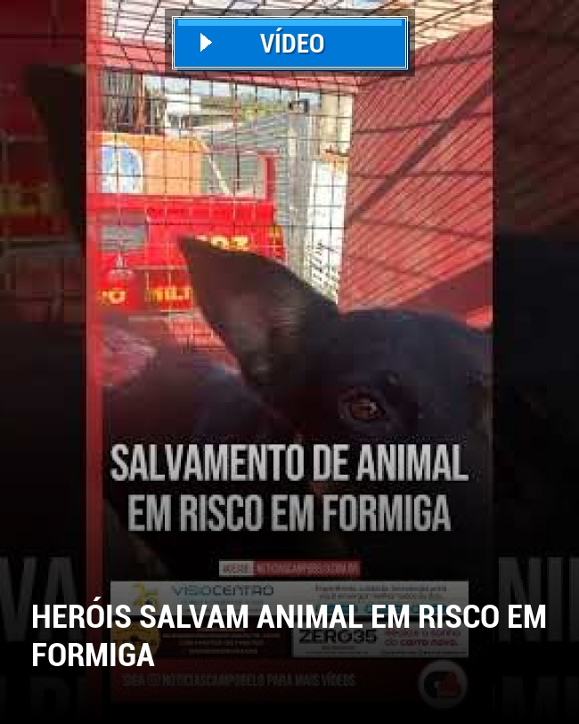 Heróis salvam animal em risco em Formiga