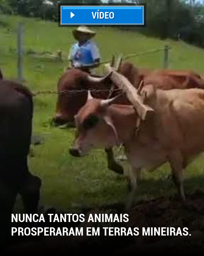 Nunca tantos animais prosperaram em terras mineiras.