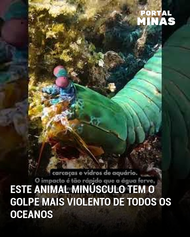Este animal minúsculo tem o golpe mais violento de todos os oceanos