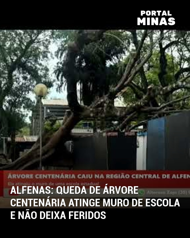 Alfenas: Queda de Árvore Centenária Atinge Muro de Escola e Não Deixa Feridos