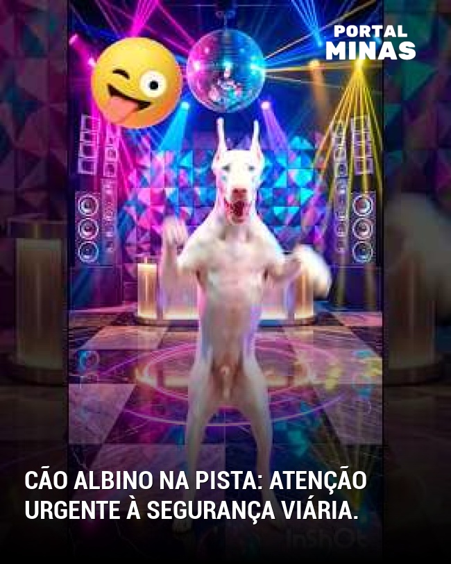 Cão albino na pista: atenção urgente à segurança viária.