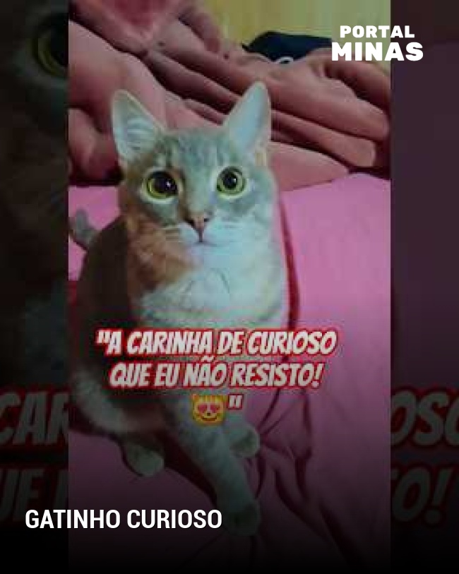 Gatinho curioso