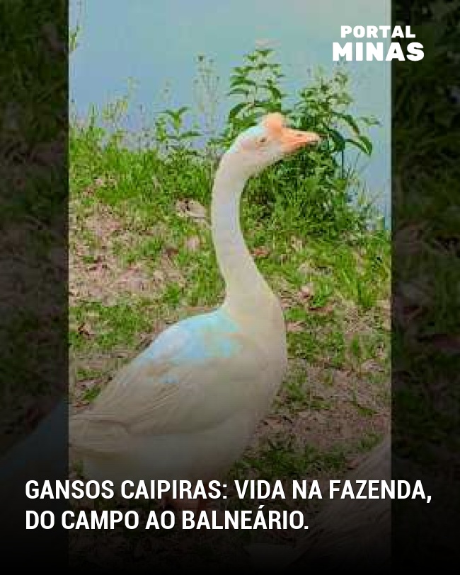 Gansos caipiras: vida na fazenda, do campo ao balneário.