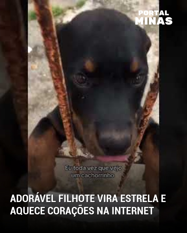 Adorável filhote vira estrela e aquece corações na internet