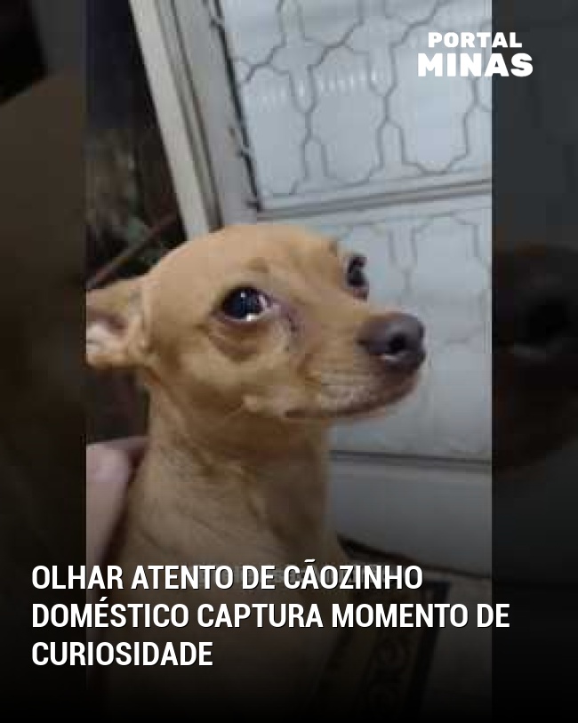Olhar Atento de Cãozinho Doméstico Captura Momento de Curiosidade