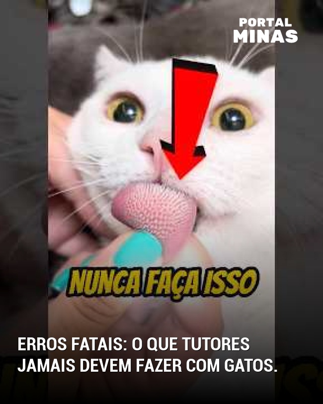 Erros fatais: o que tutores jamais devem fazer com gatos.