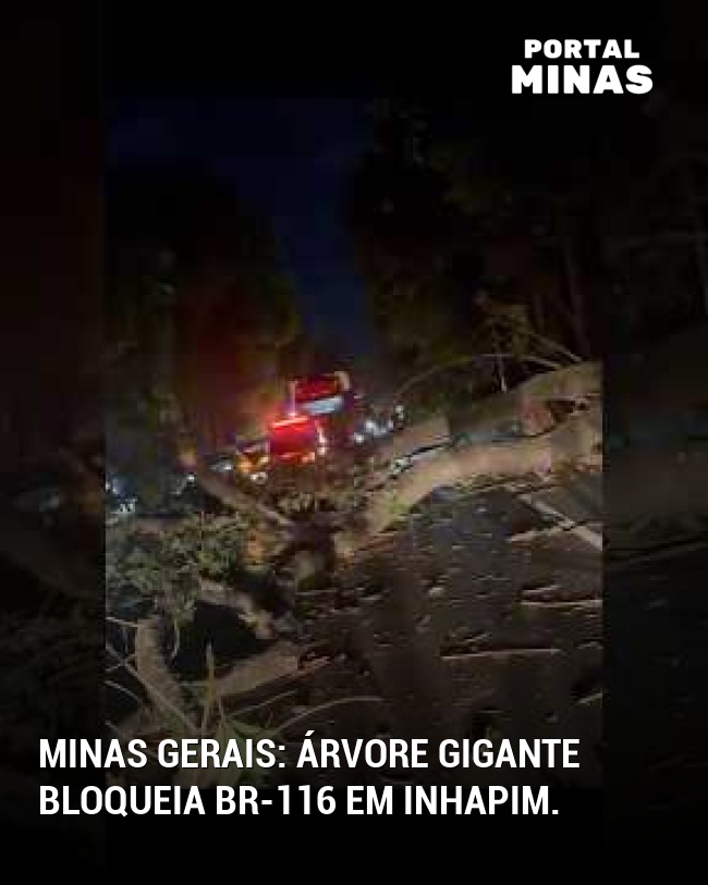 Minas Gerais: Árvore gigante bloqueia BR-116 em Inhapim.