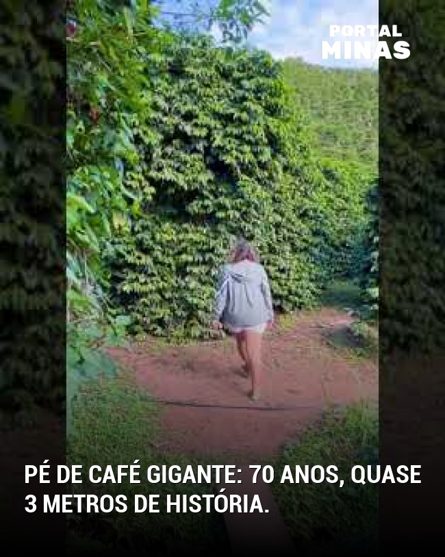 Pé de café gigante: 70 anos, quase 3 metros de história.