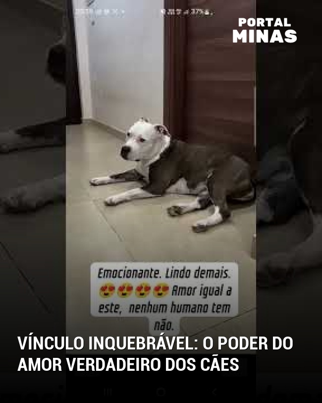 Vínculo inquebrável: o poder do amor verdadeiro dos cães