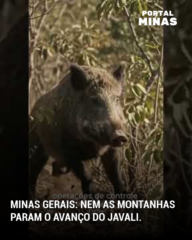Minas Gerais: Nem as montanhas param o avanço do javali.