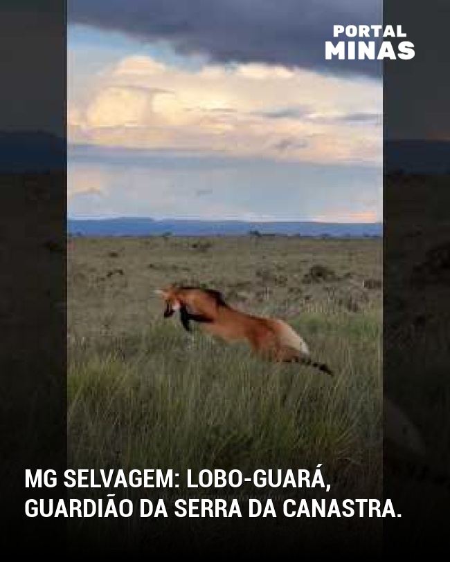 MG selvagem: Lobo-guará, guardião da Serra da Canastra.