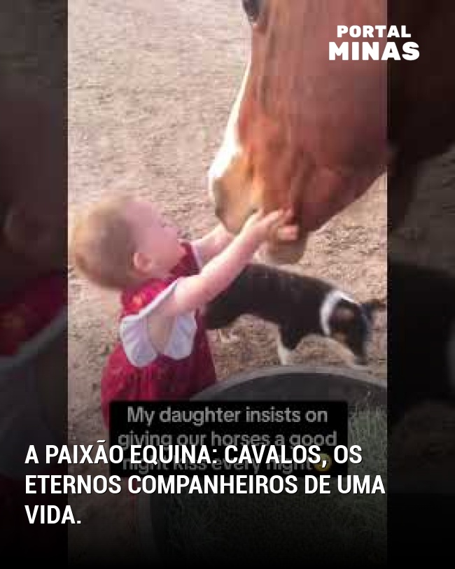 A paixão equina: Cavalos, os eternos companheiros de uma vida.