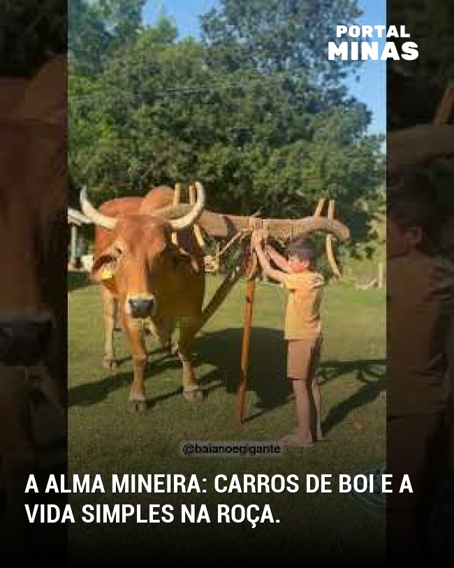 A alma mineira: carros de boi e a vida simples na roça.