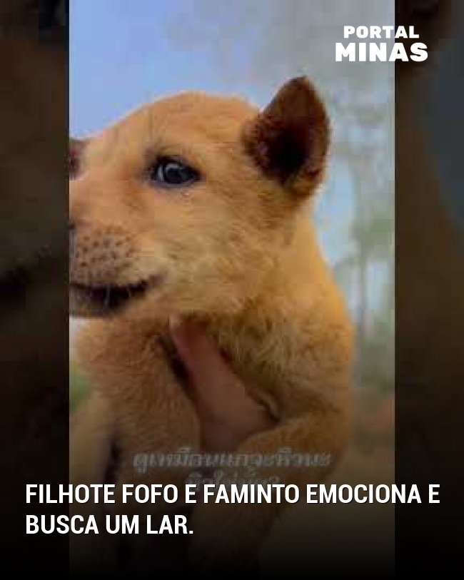 Filhote fofo e faminto emociona e busca um lar.