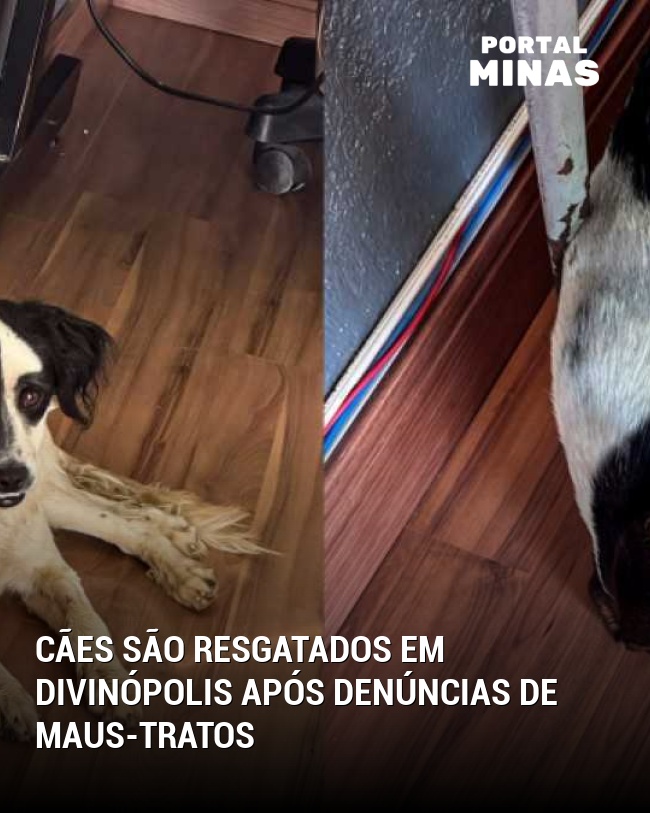Cães São Resgatados em Divinópolis Após Denúncias de Maus-Tratos