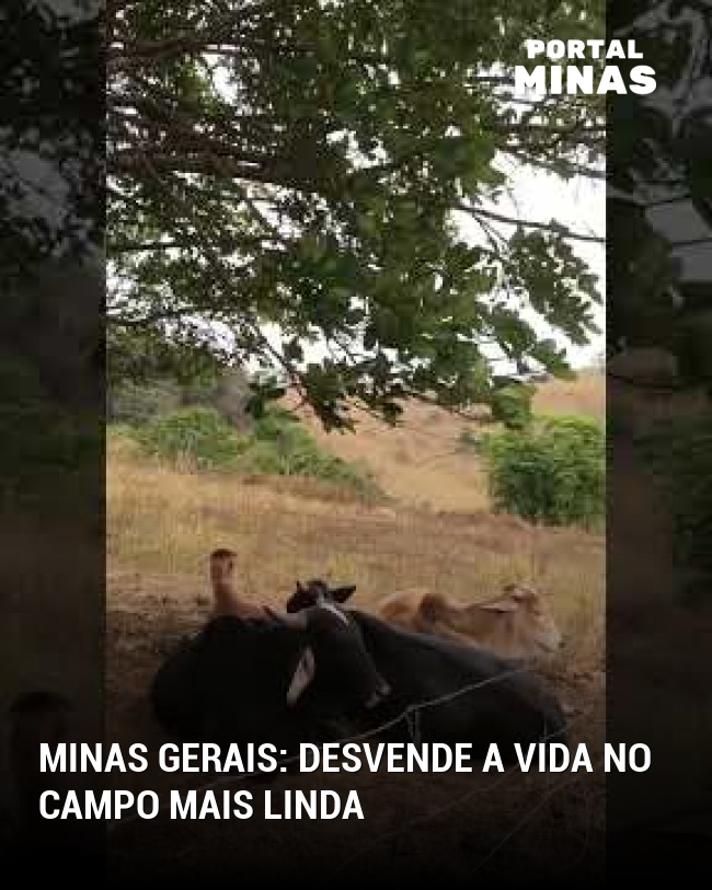 Minas Gerais: desvende a vida no campo mais linda