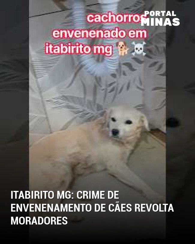Itabirito MG: Crime de envenenamento de cães revolta moradores